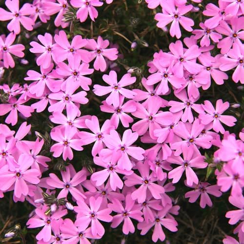 3 Pink Creeping Phlox Plants, Perennial Ground Cover 4-6 Inches - Image 5