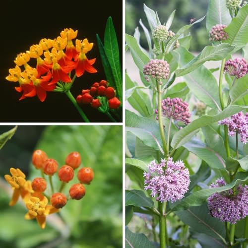 2 Random Milkweed Live Plants, Butterfly Garden Plant, 5-8 Inch Tall - Image 6