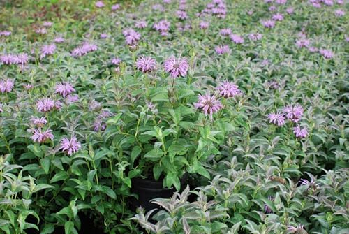 Perenial Farm Marketplace Monarda x 'Blue Moon' (Sugar Buzz® Bee Balm) Perennial,Size-#1 Container, Blue Flowers - Image 5