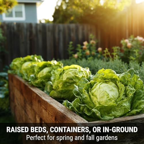 500 Iceberg Lettuce Seeds for planting - Heirloom Non-GMO USA Grown Premium Vegetable Seeds for Planting Home Garden - Crisphead Heading Lettuce Lactuca Sativa by RDR Seeds - Image 3