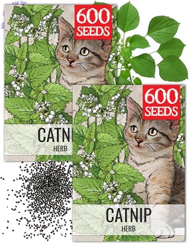 Seed Needs Catnip Seeds to Plant an Herb Garden - 2 Packs by SeedNeeds