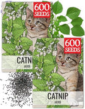 Seed Needs Catnip Seeds to Plant an Herb Garden - 2 Packs by SeedNeeds