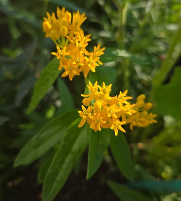 Set 3 Yellow Milkweed Flowers Plants Yellow Asclepias Plants Perennial Milkweed Flowers Bushes 4-6 Inch Tall - Image 3