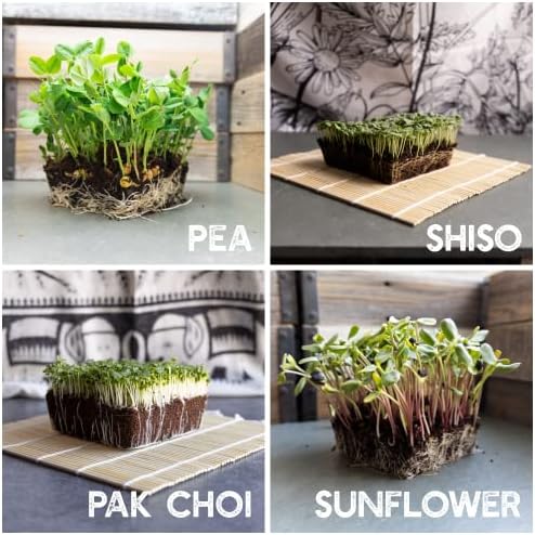 Mountain Valley Seed Co 12 Variety Pack Microgreens Seeds Kit Broccoli Seed - Image 5