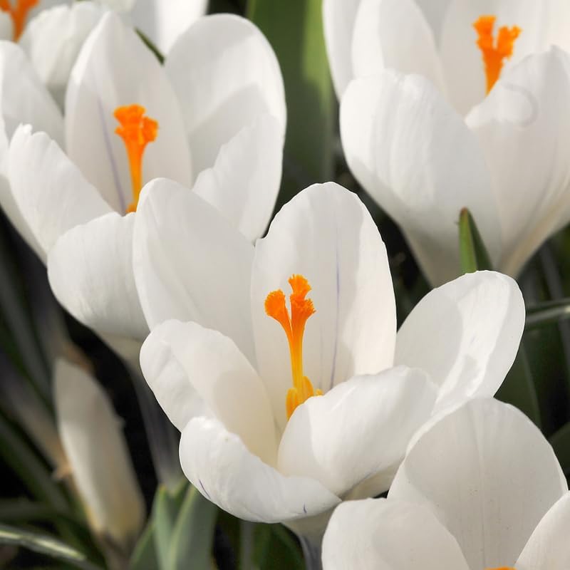 Jeanne d' Arc Giant Crocus Flower Bulbs - 10 Bulbs per Pack - Naturalizing - Perennializing - Image 2
