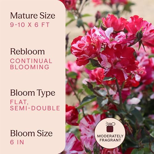 Heirloom Climbing Roses, Live Own Root Plant, Fourth of July™ - Image 6
