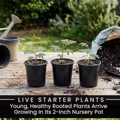 3 Mimosa Silk Tree Live Saplings – Pink Flowering Trees in Pots - Image 4
