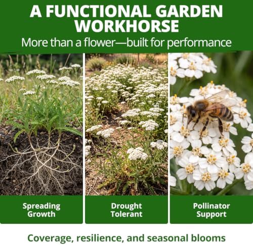 HOME GROWN White Yarrow Seeds, 16,000 Seeds, Achillea millefolium - Image 5