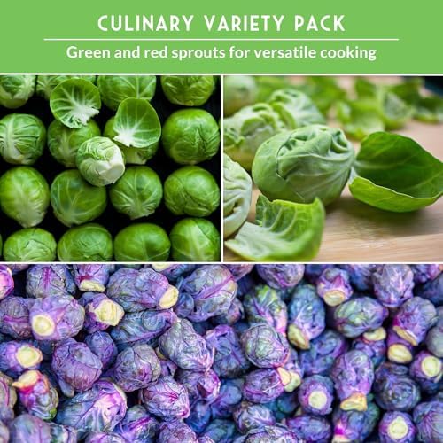 Brussels Sprouts Seeds 3 Variety Pack for Planting - Survival Garden Seeds - Image 6