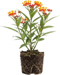 Milkweed Live Plant | 4 Inch Tall | Flowering Outdoor Plant for Garden Beds, Containers & Pollinator-Friendly Spaces | Easy to Grow by GINGERGLOW