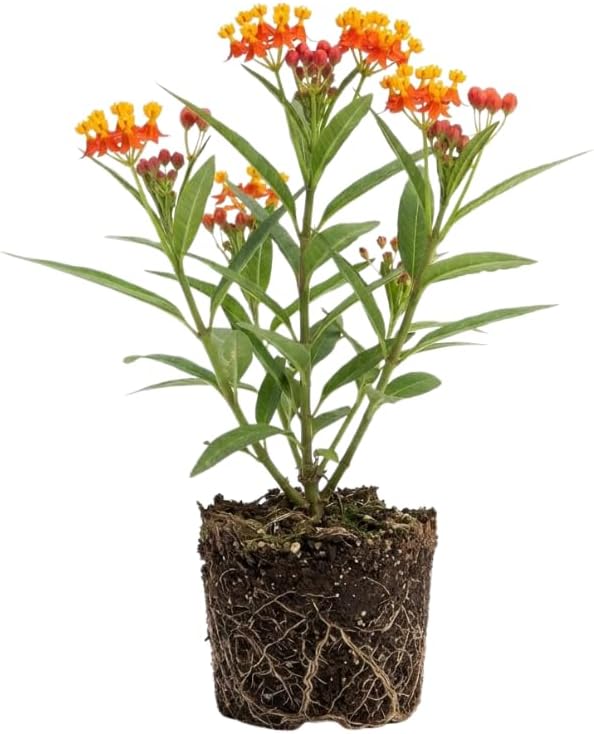 Milkweed Live Plant | 4 Inch Tall | Flowering Outdoor Plant for Garden Beds, Containers & Pollinator-Friendly Spaces | Easy to Grow by GINGERGLOW
