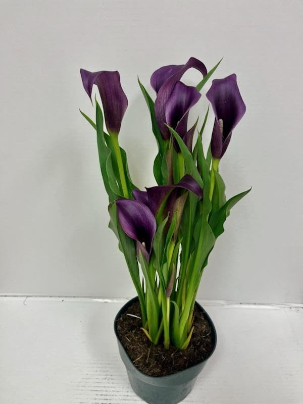 Live 6" Purple Calla Lily - Image 2