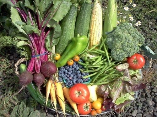Premium Winter Vegetable Seeds Collection for Planting Organic Non-GMO Heirloom Seeds Radish, Pea, Broccoli, Beet, Carrot, Cauliflower, Green Bean, Kale, Arugula, Gardner and Chef Favorites - Image 5