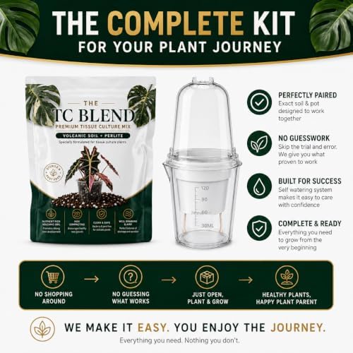 Alocasia Nobilis, Complete Tissue Culture Kit – Rare Live Alocasia Plant Starter - Image 3