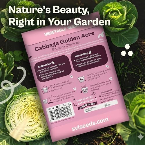 SVI 1000 Golden Acre Cabbage Seeds (Brassica Oleracea) - Green Cabbage, Fast-Growing Heirloom Seed, Non GMO - Great Vegetable Seeds in Seed Packets for Outdoors, Vegetable Garden Beds - Image 2