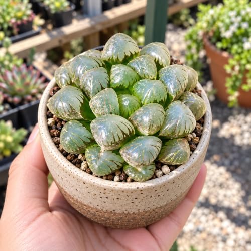 Haworthia 'Cooperi Ice Lantern' Bare Root Succulent Live Plant 3-3.5 Inch - Image 6