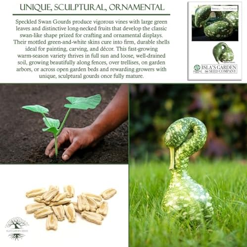 Speckled Swan Gourd Seeds (Lagenaria siceraria 'Speckled Swan') –15 Non-GMO Heirloom Seeds by Isla’s Garden Seeds, Unique Swan-Like Shape w/Decorative Speckles, Ideal for Crafts, Fall Displays & More - Image 5