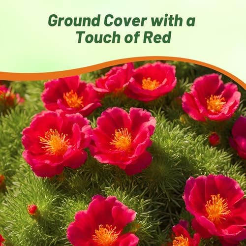 Outsidepride Red Moss Rose Seeds - 5000 Pcs Annual, Drought & Heat Tolerant, Pollinator Friendly Ground Cover Seeds for Planting w/Vibrant Blooms & Succulent Foliage, Ideal for Xeriscaping - Image 6