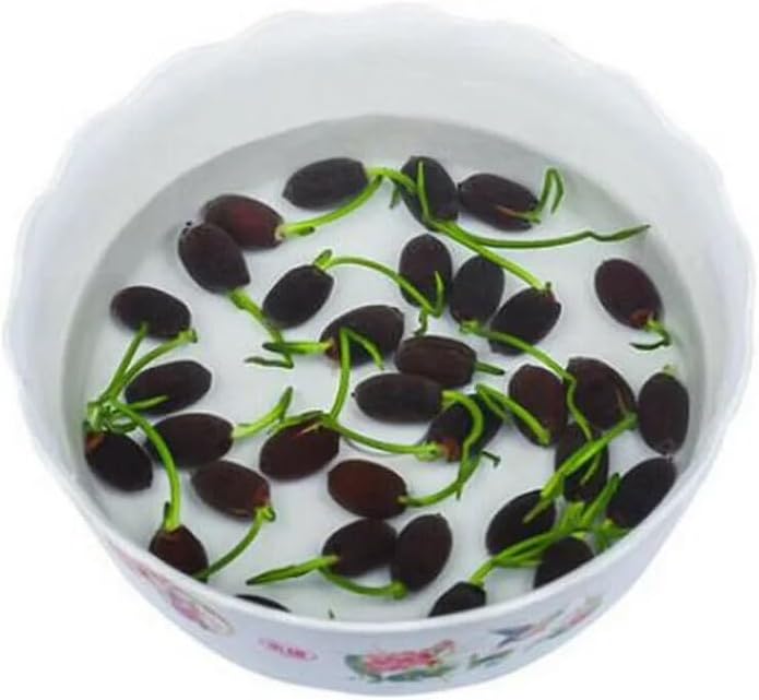 10pcs Pre-Sprouted Mixed Color Bonsai Bowl Lotus - Ideal Indoor and Outdoor Aquatic Plants, Ready to Thrive - Image 2