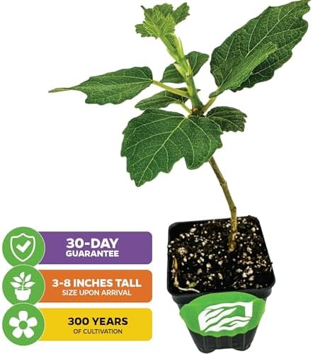 Violette de Bordeaux Fig Tree Live Plant - Ficus carica - Wellspring Gardens - Live Starter Fruit Plant for Your Indoor or Outdoor Garden (2-Pack) - Image 2