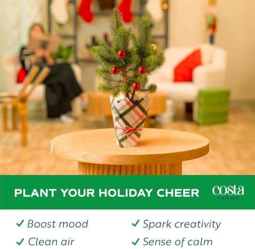 Costa Farms Stone Pine, Small Live Indoor Christmas Tree, 10-12 In. Tall - Image 5