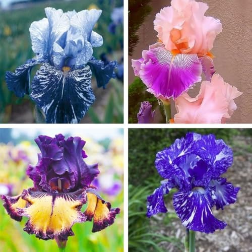 150 Iris Seeds for Planting Outdoor, Non-GMO Heirloom Mixed Bearded Varieties, Perennial, Vibrant Fragrant Blooms, Deer & Drought Tolerant, for Garden Beds, Rock Gardens and Patio Border - Image 2