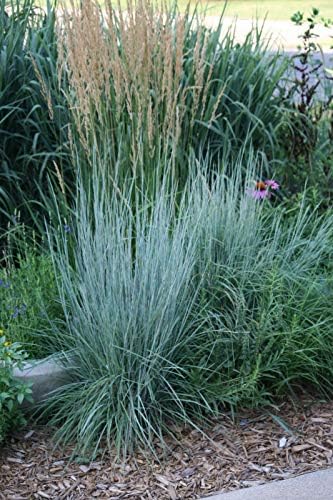 500 Little Bluestem Grass Seeds for Planting 1+ Grams of Seeds Beard Grass Seeds Ornamental Native Grass xeriscape Landscaping by Unknown