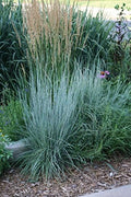 500 Little Bluestem Grass Seeds for Planting 1+ Grams of Seeds Beard Grass Seeds Ornamental Native Grass xeriscape Landscaping by Unknown