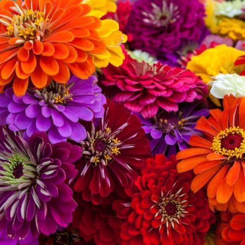 50+ Zinnia Seeds for Planting - Heirloom Non-GMO - Image 2