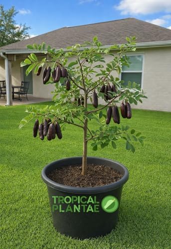 Carob Tree (Ceratonia Siliqua) – Live Mediterranean Fruit Tree – Hardy & Long-Living – USDA Certified by Unknown