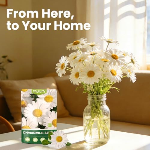 2300+ German Chamomile Seed Pack, Perennial Seeds for Planting, Herb Seed to Plant, Easy to Grow, High Germination, for Home Garden Indoor Outdoor - Image 7