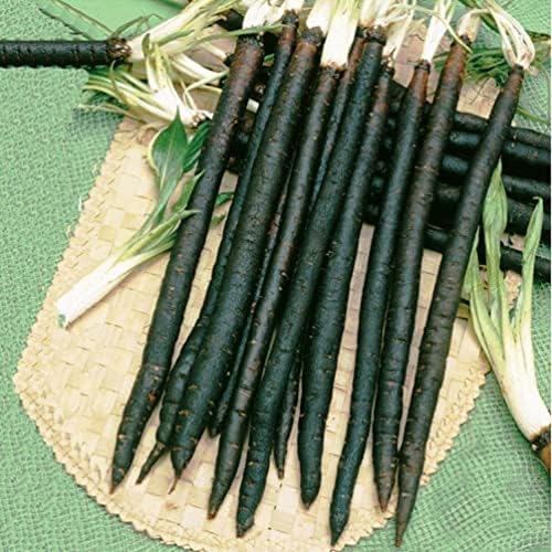 Seeds Oyster Plant Black Root - Salsify Scorzonera - Heirloom Vegetable - GMO Free by Unknown