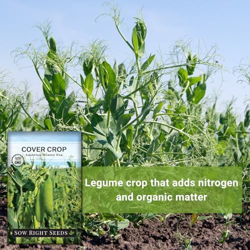 Sow Right Seeds - Austrian Winter Pea Seed for Planting Cover Crops - Image 5