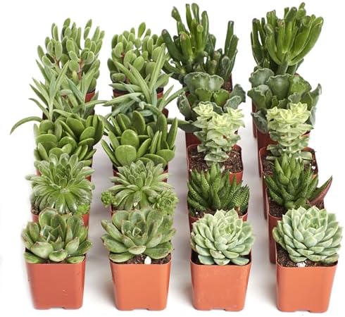 Shop Succulents Verde Succulent Plant Pack Bulk Collection - Live Mini Succulent Plants, Low Maintenance, Mix of Green Succulents & Textures - Wedding and Party Favors, Gift & Garden, Pack of 20 - Image 2