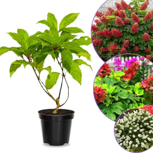 Ruby Hydrangea Live Plant, Hydrangea Tree Shrub in Pot, 6-12 Inc Tall - Image 4