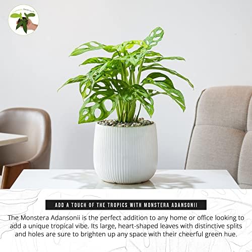 Monstera Adansonii Real Live Indoor Houseplants - Big Low Light Tropical Plant for Air Purifying Decorations - 4" Pots Easy Planting in Homes, Offices, and Outdoor Gardens - Image 4