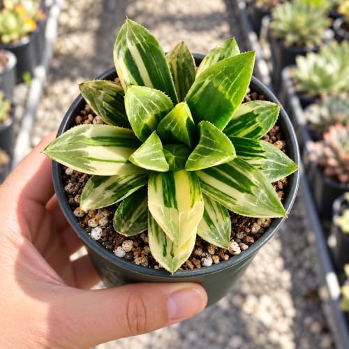 Haworthia heidelbergensis Bare Root Succulent Live Plant for Plant Lovers - Image 6