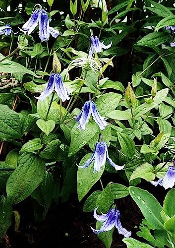 Mixed Clematis Seeds Flower Vine Perennial Flower 20 Pcs Seeds - Image 4