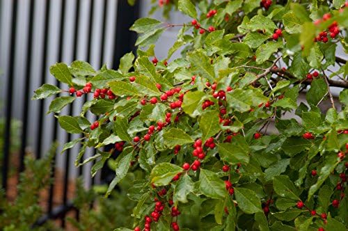 First Editions - Ilex verticillata Wildfire (Winterberry) Shrub, bright red fruit, #3 - Size Container - Image 4