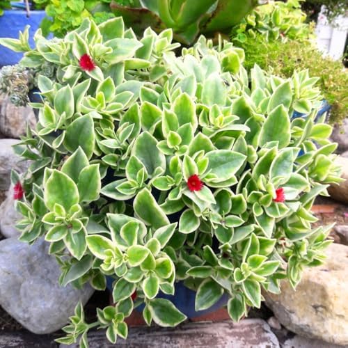 2 Variegated Baby Sun Rose Live Plants, Hardy Ground Cover, 2 Inch Pot - Image 2