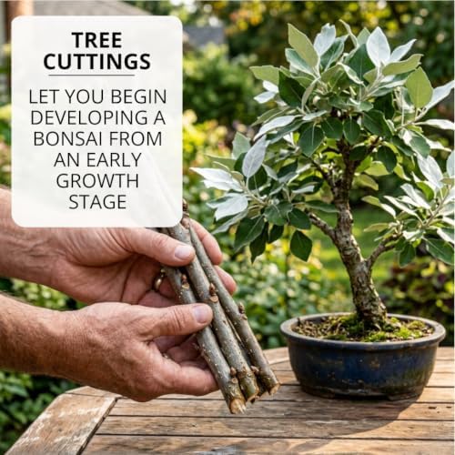 Silver Leaf Poplar Bonsai Tree Cuttings, Populus alba Live Wood Starters - Image 6