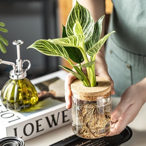 Glass Propagation Stations for Plants -Desktop Flower Vases,Propagation Flower Vases Set – 2 Large & 2 Small for Plant Cuttings，for Living Room, Bedroom Decoration,Home,Office Decor (8) - Image 5