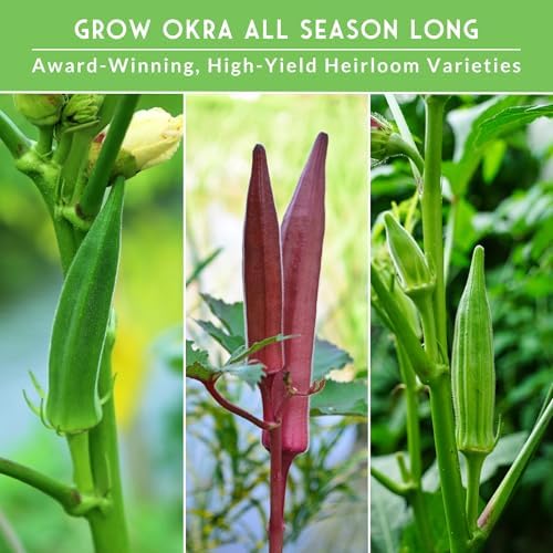Okra Seeds Collection for Planting: 3 Heirloom Varieties - Image 4
