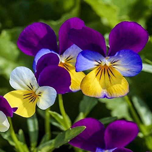 Outsidepride Johnny Jump Up Viola Wild Flower Seeds - 1/8 lb Easy-to-Grow, Compact & Hardy Perennial Seeds for Planting Outdoors, Ideal for Pollinators, Garden Beds, Containers, & Hanging Baskets - Image 7