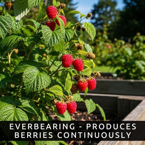 Joan J Raspberry Plants – Thornless Red Raspberry with Large Sweet Berries – Everbearing Fruit Plants for Home Gardens (10 Plants) - Image 5