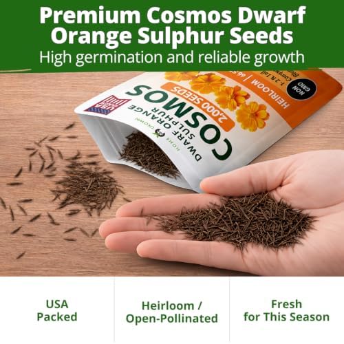 HOME GROWN Dwarf Orange Sulphur Cosmos Seeds, 2,000, Cosmos sulphureus - Image 7