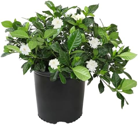 Gardenia Plant (3G), Cape Jasmine Plant Outdoor Plants, Fresh Flowers for Delivery Prime, Live Plants Indoor Plants Live Houseplants, Gardenia Plants Live House Plants Indoors Live by Plants for Pets by PlantsforPets