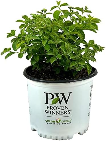 Proven Winners Illuminati Sparks Mockorange, Live Flowering Shrub, 3 Gallon by BloomingBeautiful
