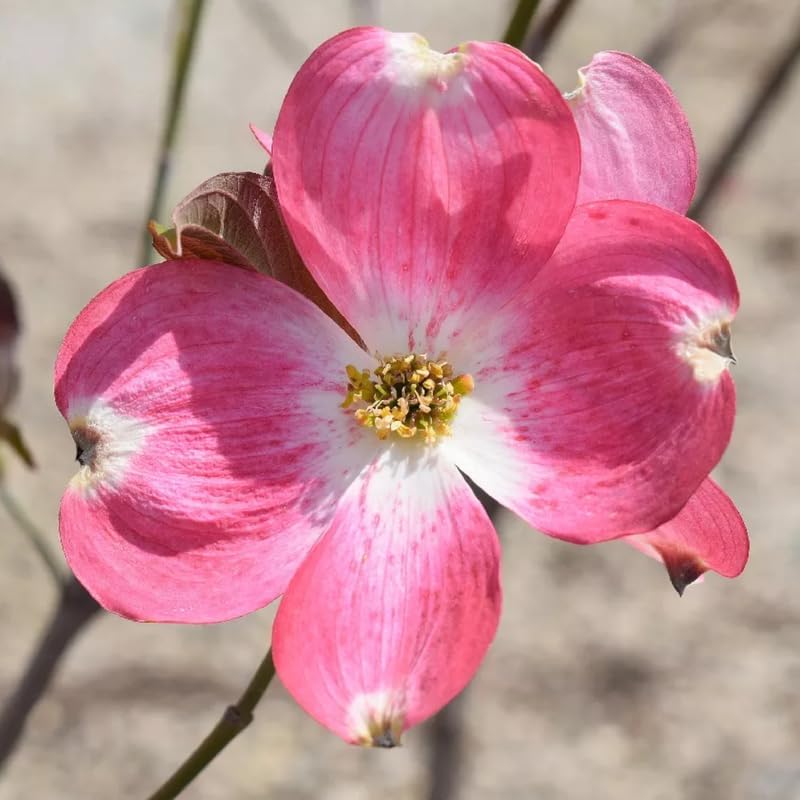 Pink Dogwood Tree, Flowering Tree, 6-12 Inch Tall, 2.5 Inch Pot - Image 5