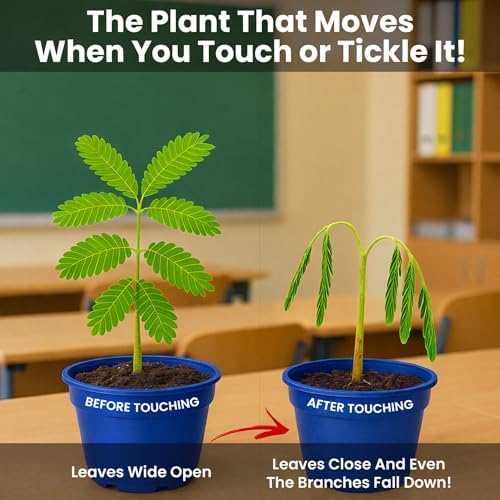 Deluxe Family Greenhouse Kit - Grow the Playful Plant that Closes Its Leaves When Tickled! Includes Mini Greenhouse, 3 Seed Packets, Soil Pellets & Pots - Fun Indoor Gardening Gift - Image 2